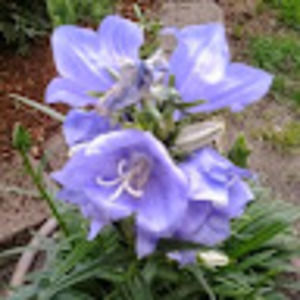 Meet your Posher, Sandy